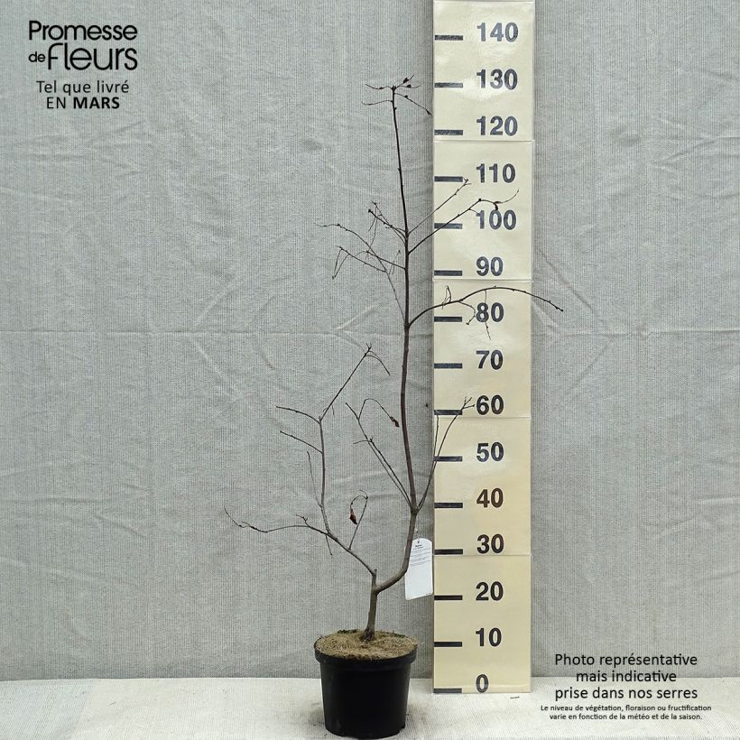 Chêne écarlate - Quercus coccinea Splendens Pot de 4L/5L sample as delivered in winter