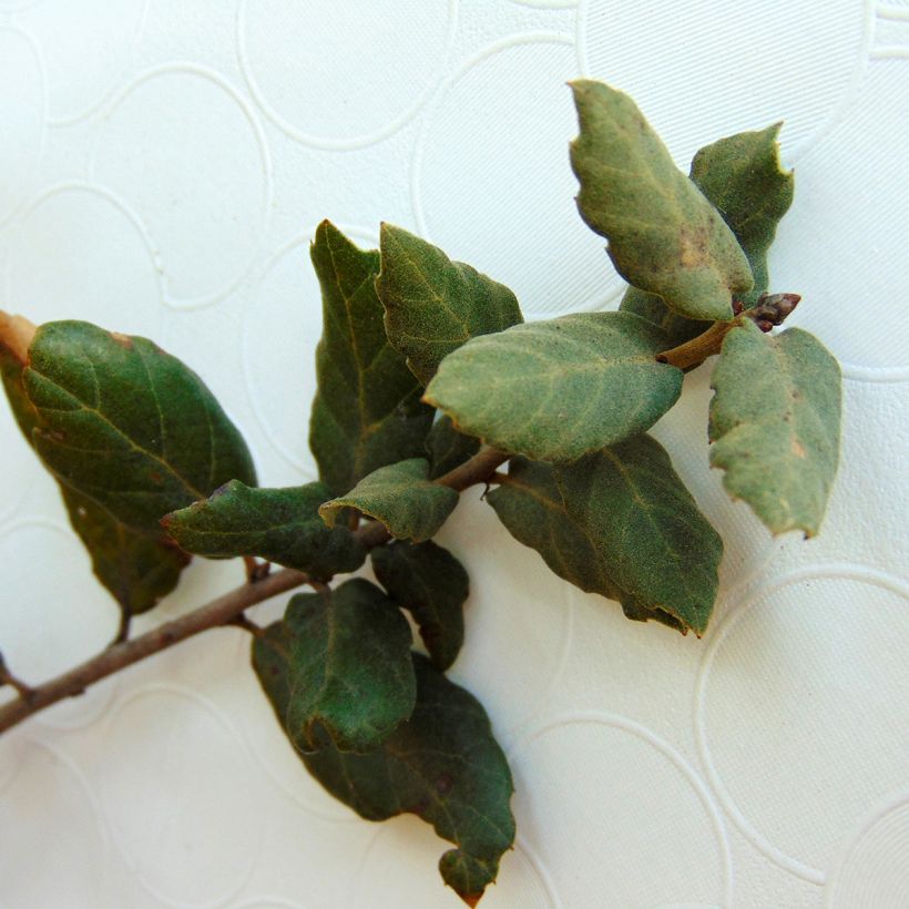 Quercus suber - Cork Oak (Foliage)