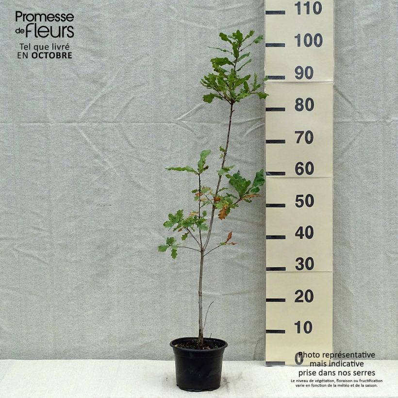 Chêne pédonculé - Quercus robur 60/80cm en pot de 2/3L sample as delivered in autumn