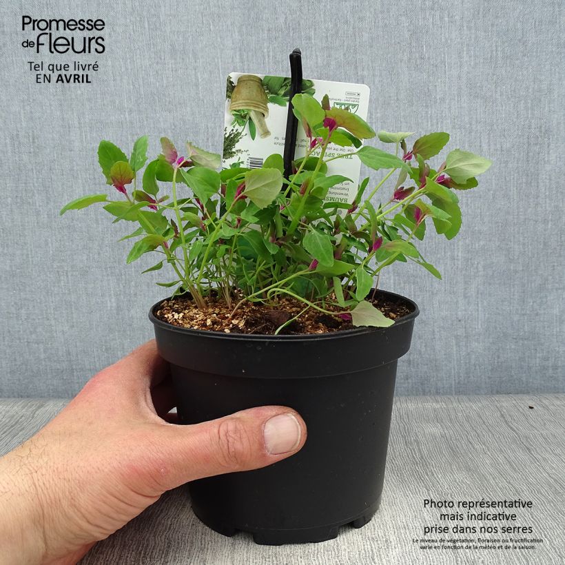 Tree Spinach - Chenopodium giganteum 1.5L/2L pot sample as delivered in spring