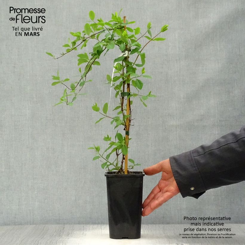 Lonicera  Mandarin 1.5L/2L potShipped height around 30/40cm sample as delivered in spring