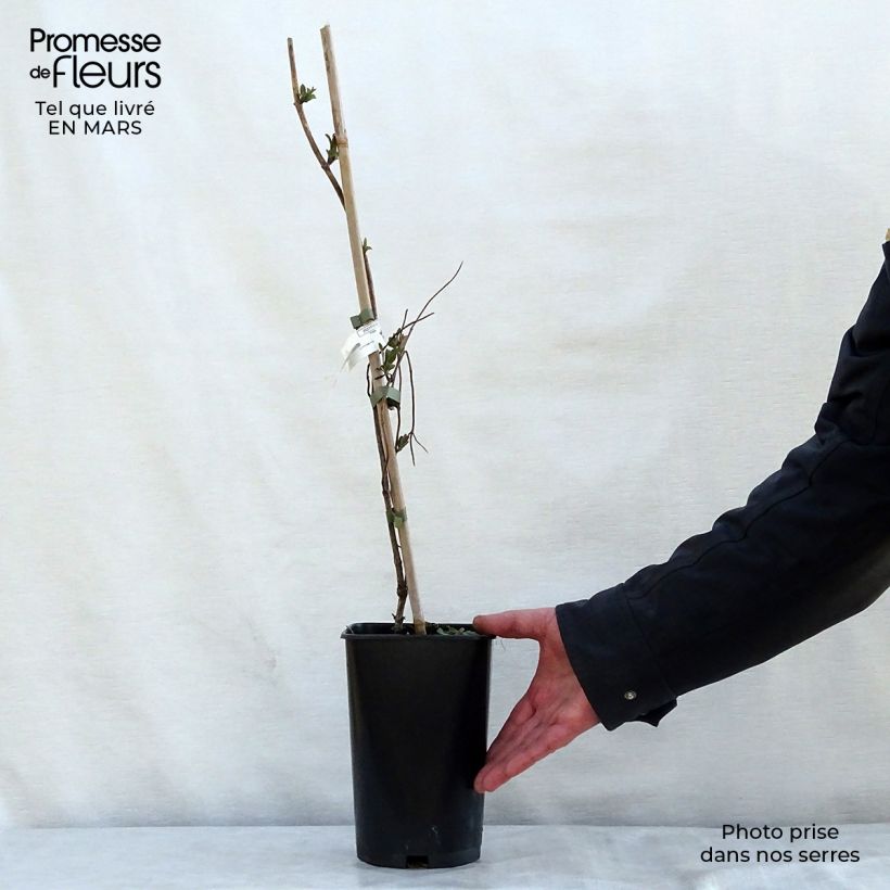 Lonicera x heckrottii American Beauty 1.5L/2L potShipped height around 60/70cm sample as delivered in spring