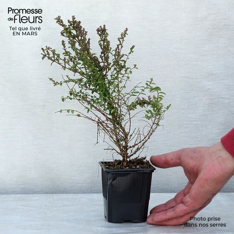 Lonicera nitida Ernest Wilson - Box Honeysuckle 8/9 cm potShipped height around 15+/-cm sample as delivered in spring