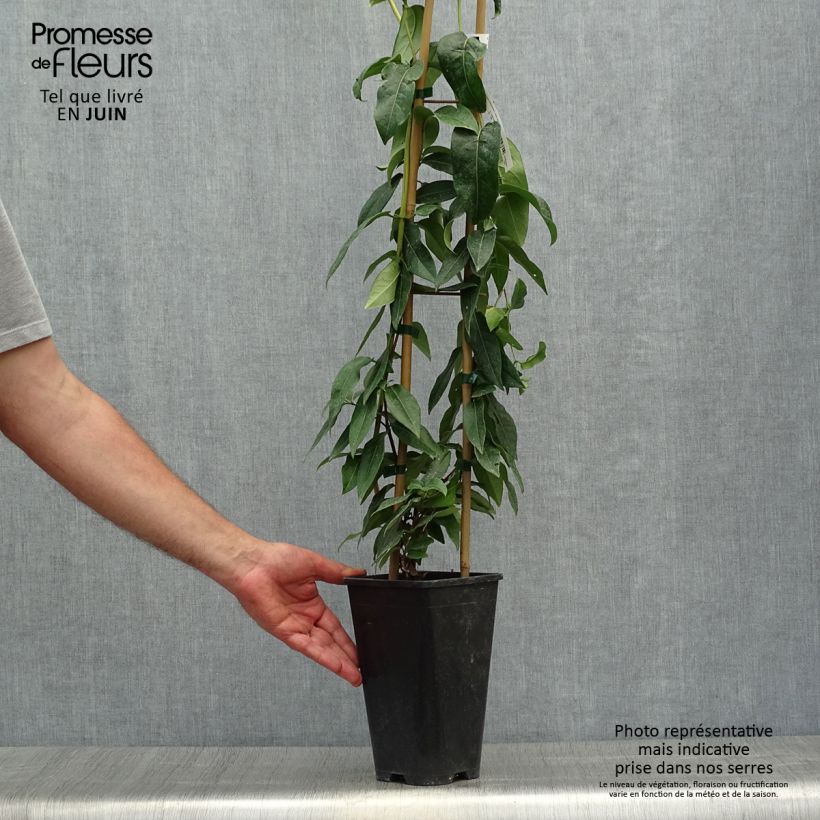 Lonicera henryi Copper Beauty - Henry's honeysuckle 2L/3L potShipped height around 40cm sample as delivered in summer