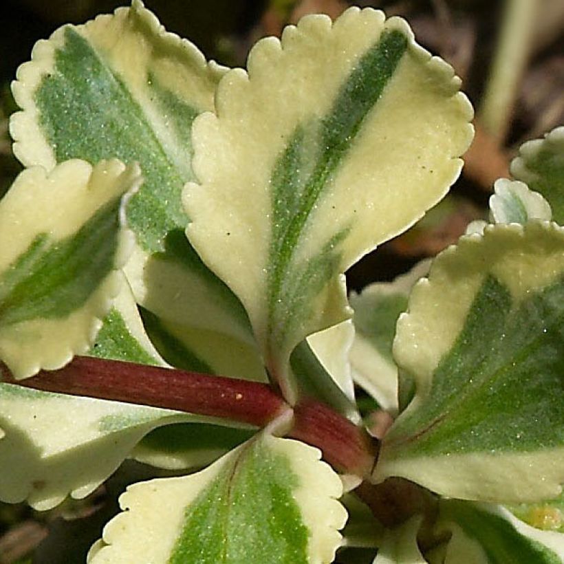 Chiastophyllum oppositifolium Variegatum (Foliage)