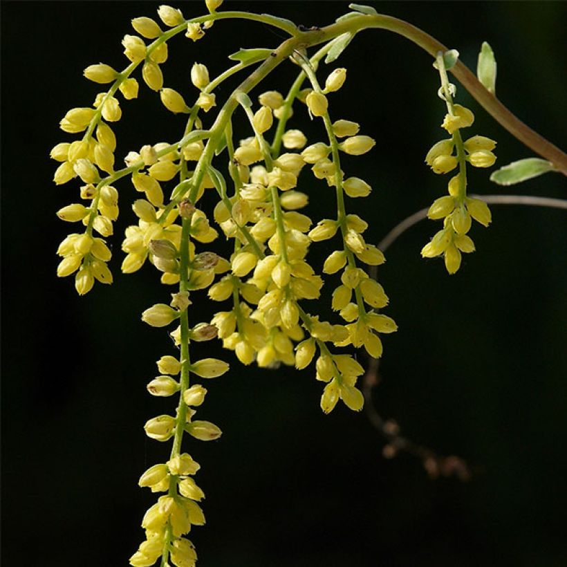 Chiastophyllum oppositifolium Variegatum (Flowering)