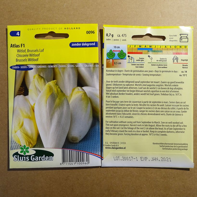 Example of Witloof Chicory Atlas F1 specimen as delivered