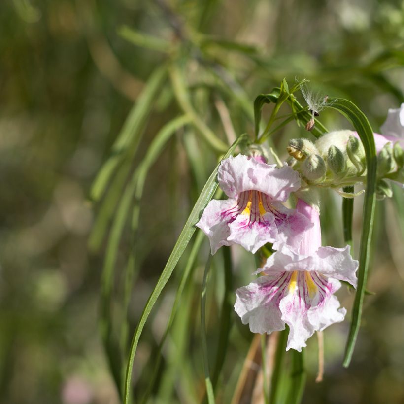 Chilopsis linearis (Flowering)