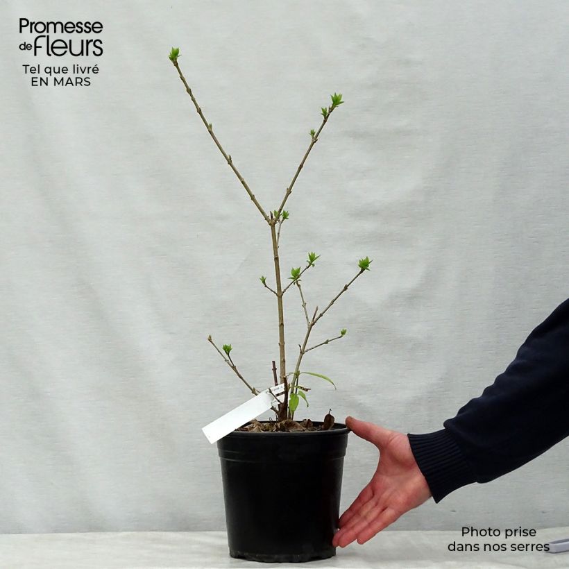 Chimonanthus praecox Grandiflorus en pot de 4,5L sample as delivered in spring