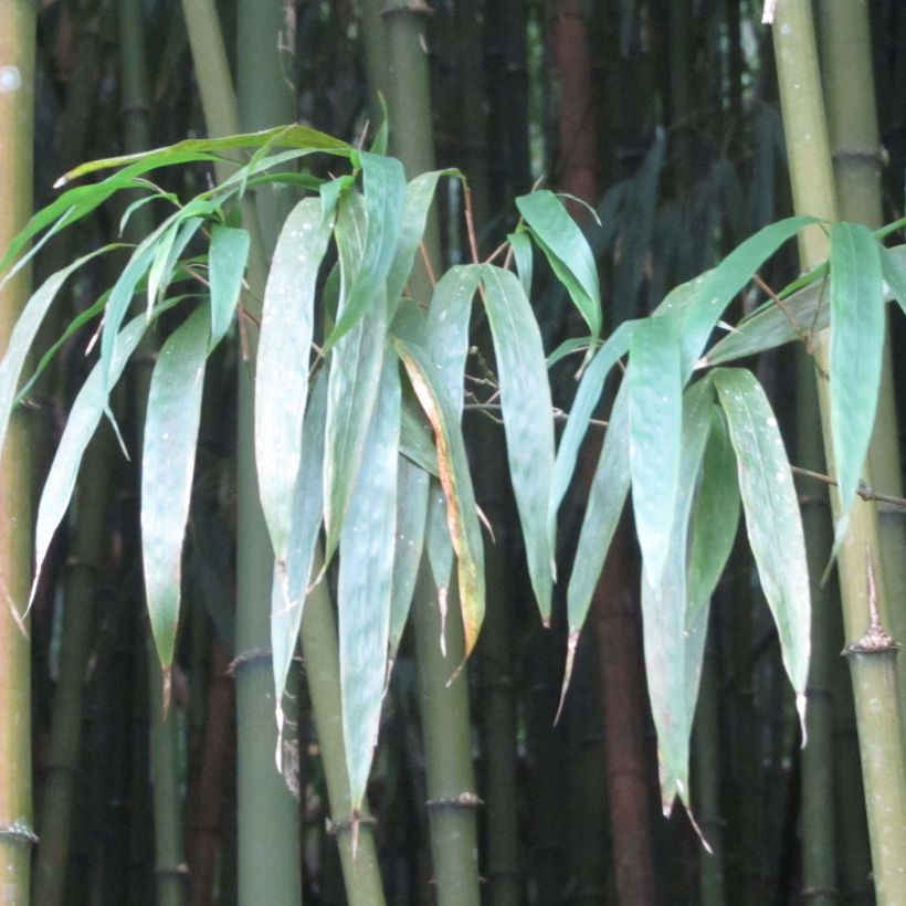 Chimonobambusa quadrangularis (Foliage)