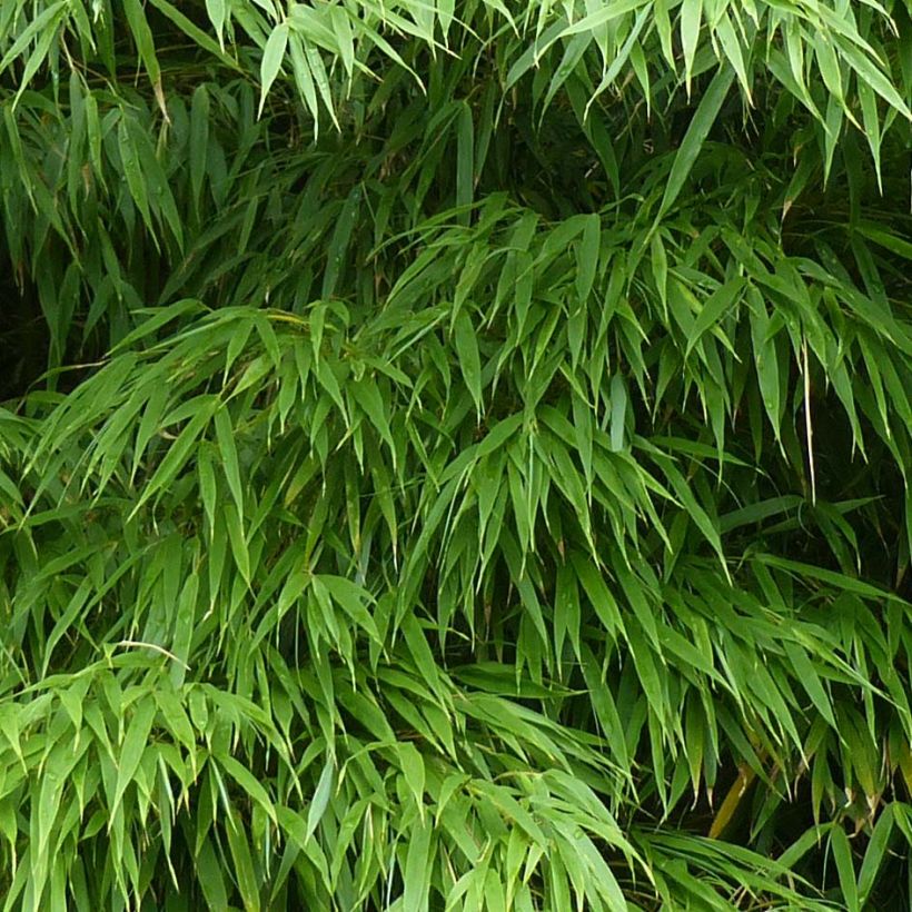 Chimonobambusa tumidissinoda Microphylla (Foliage)