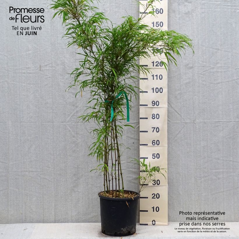 Chimonobambusa tumidissinoda Microphylla 7.5L/10L pot sample as delivered in summer