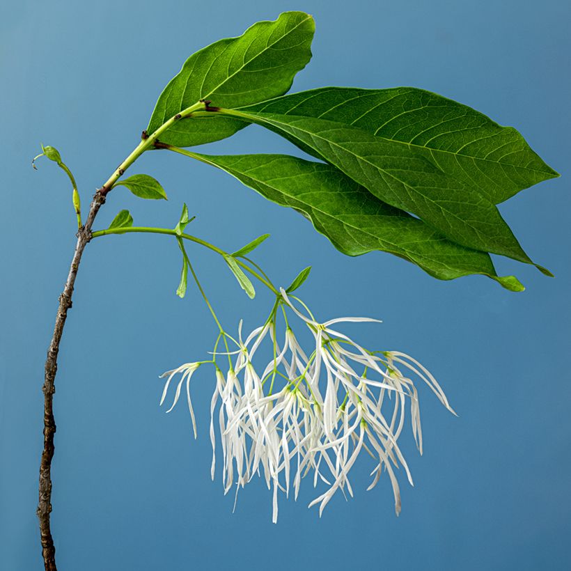 Chionanthus virginicus (Flowering)