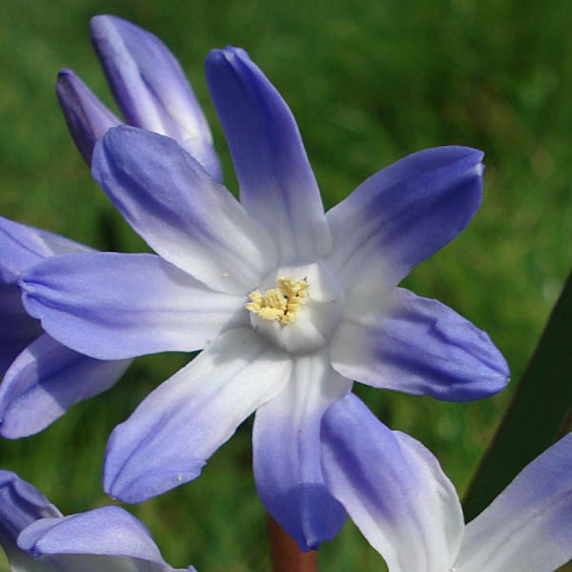 Chionodoxa luciliae (Flowering)