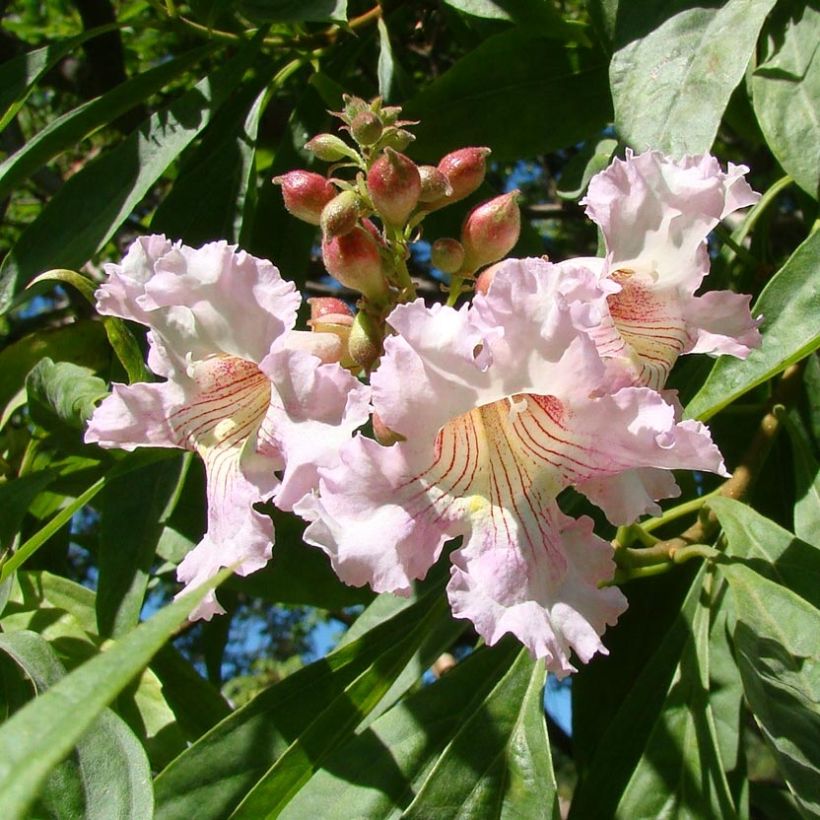 x Chitalpa tashkentensis Summer Bells (Flowering)
