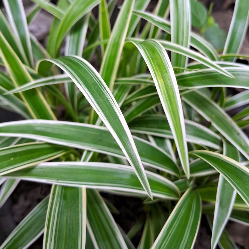 Spider Plant - Chlorophytum comosum Irish (Foliage)