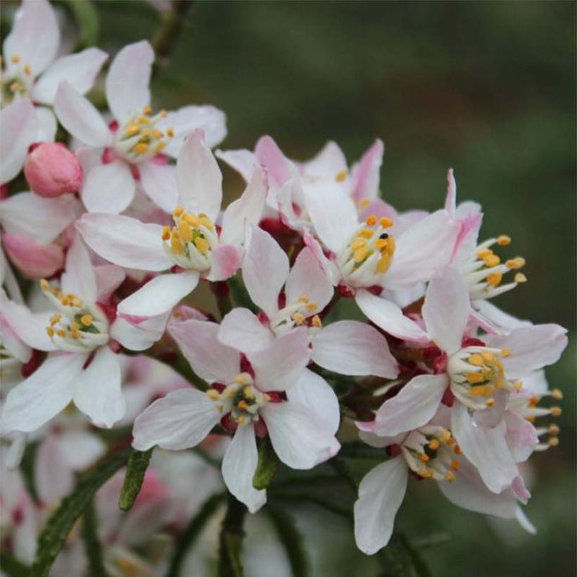 Choisya ternata Apple Blossom - Mexican Orange Blossom (Flowering)
