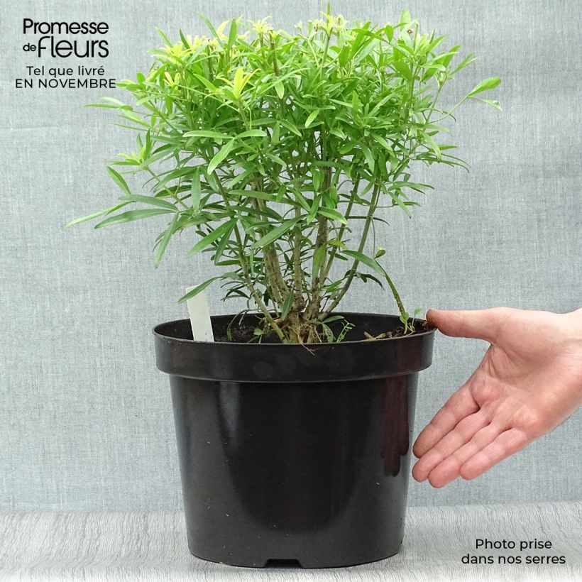 Choisya Aztec Gold - Oranger du Mexique en pot de 7,5/10L sample as delivered in autumn