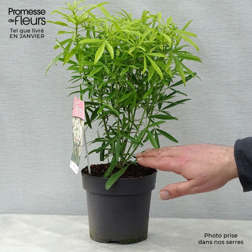 Choisya Aztec Gold - Oranger du Mexique en pot de 2/L/3L sample as delivered in winter