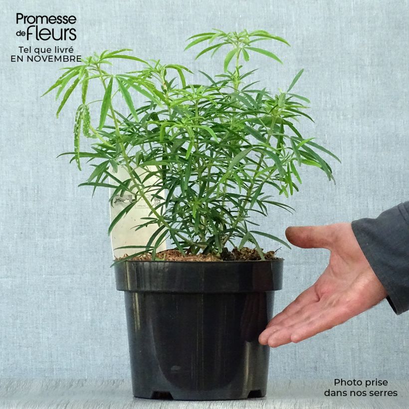 Choisya Aztec Pearl - Oranger du Mexique en pot de 2L/3L sample as delivered in autumn