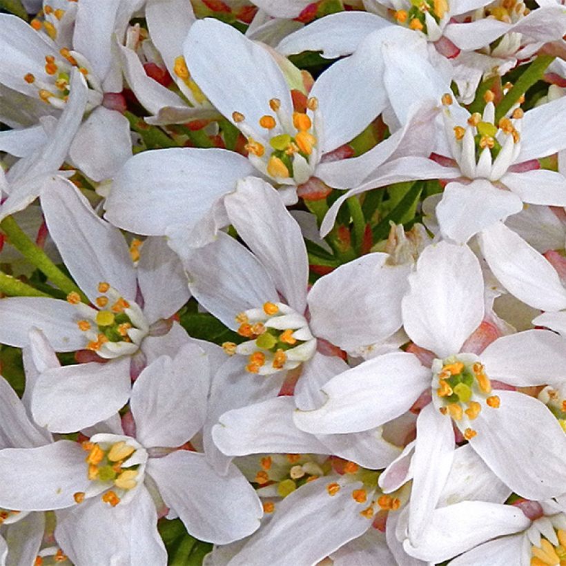 Choisya Goldfinger - Mexican Orange Blossom (Flowering)