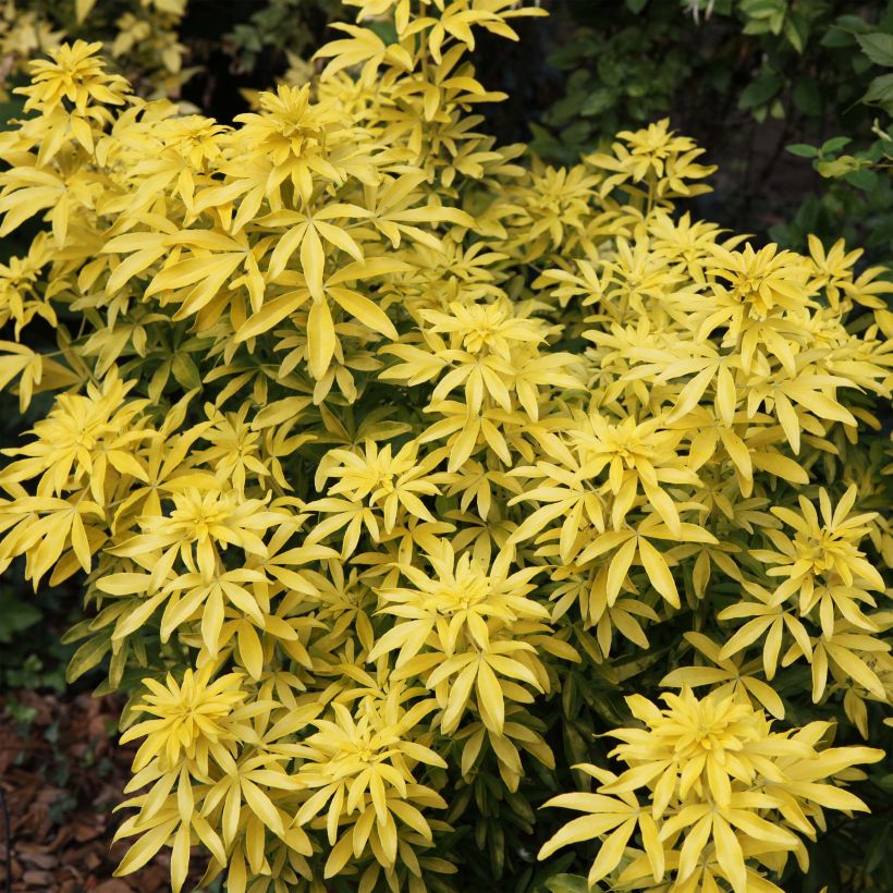 Choisya Goldfinger - Mexican Orange Blossom (Plant habit)