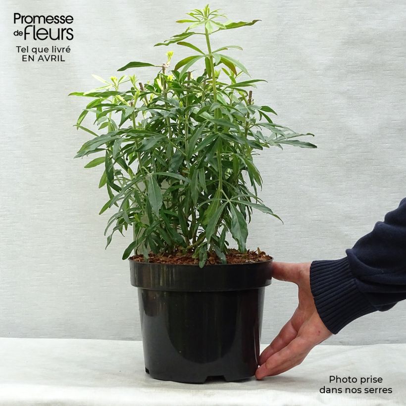 Choisya Goldfinger - Mexican Orange Blossom 3L/4L potShipped height around 30/40cm sample as delivered in spring