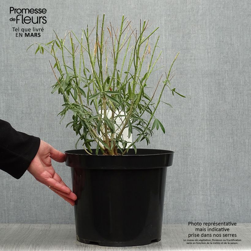 Choisya Goldfinger - Mexican Orange Blossom 7.5L/10L potShipped height around 50/60cm sample as delivered in spring