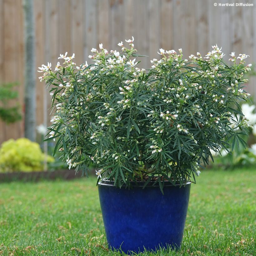 Choisya Little Bee - Mexican Orange Blossom (Plant habit)