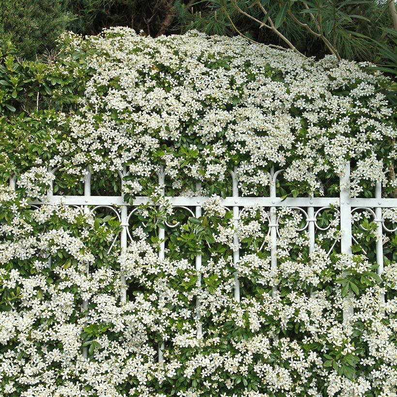 Choisya ternata - Mexican orange blossom (Plant habit)