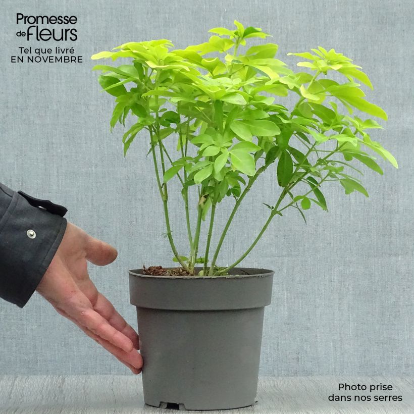 Choisya ternata Sundance 20/30cm en pot de 2L/3L - Oranger du Mexique sample as delivered in autumn