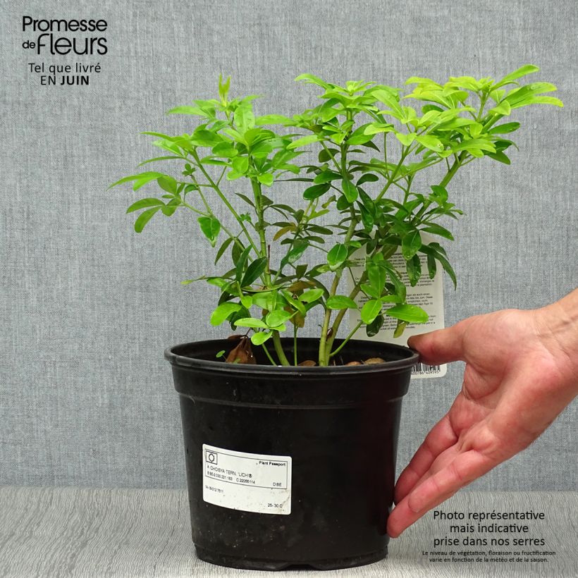 Choisya ternata Sundance - Mexican orange blossom 2L/3L pot sample as delivered in summer
