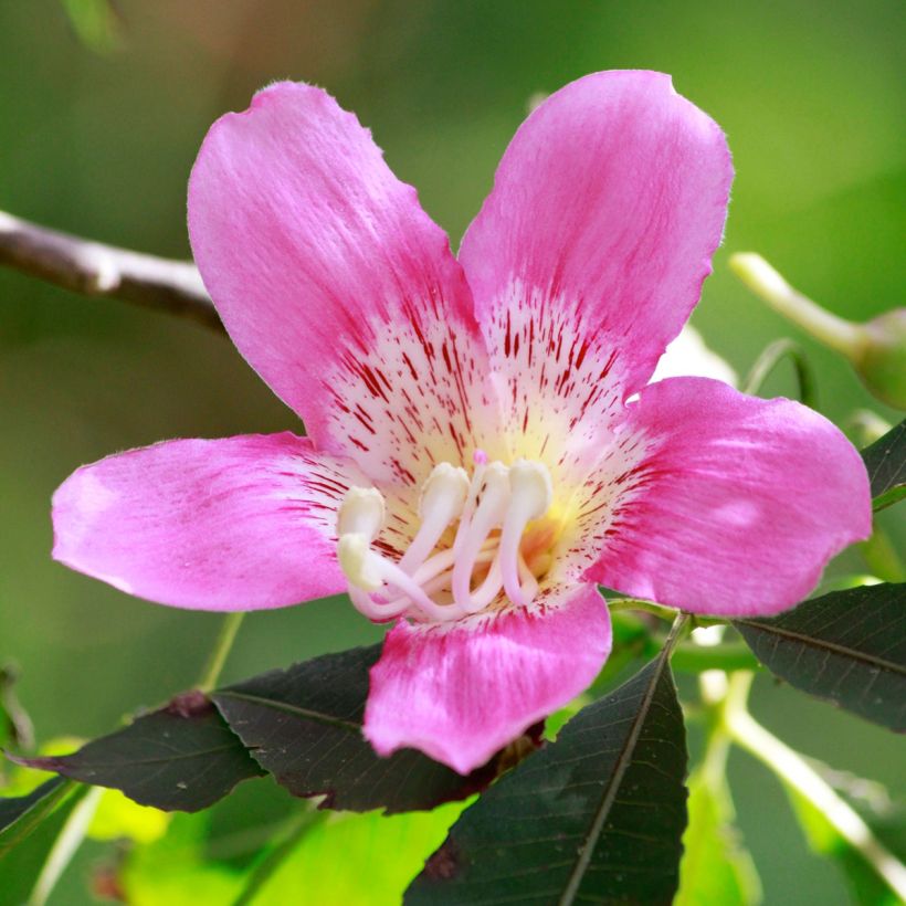 Ceiba speciosa (Flowering)