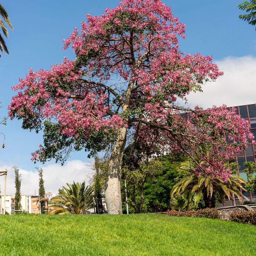 Ceiba speciosa (Plant habit)