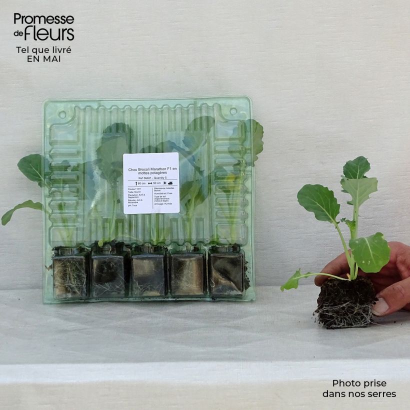 Broccoli Marathon F1 Plants - Brassica oleracea italica Root ball 4cm x 4.5cm sample as delivered in spring