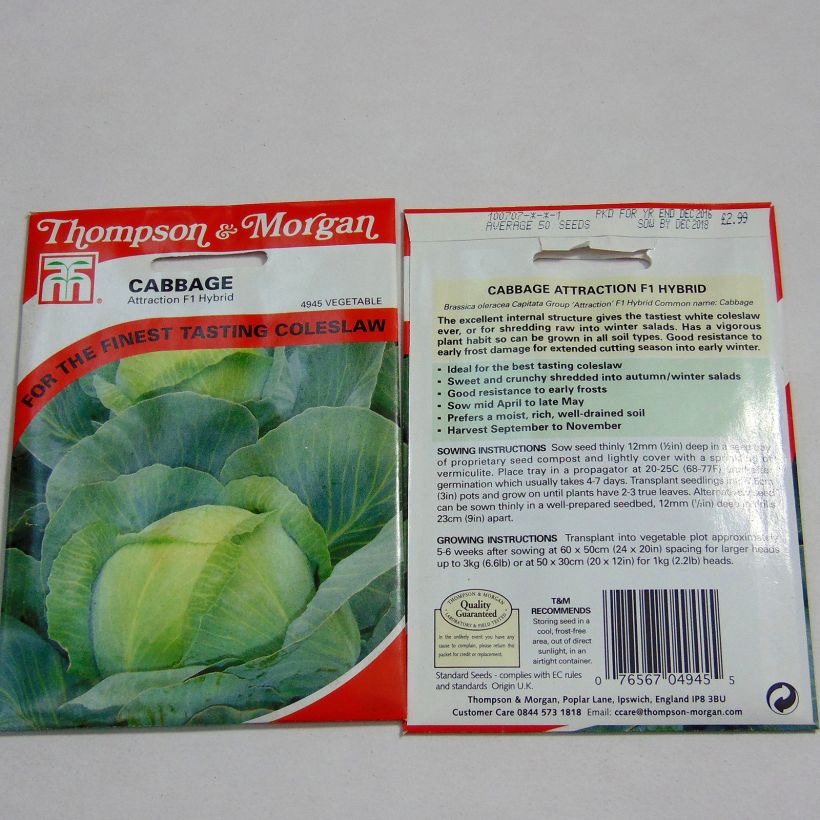 Example of Cabbage Attraction - Brassica oleracea capitata specimen as delivered