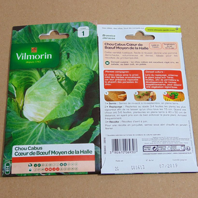 Example of Cabbage Cœur de Bœuf Moyen de la Halle - Vilmorin Seeds specimen as delivered