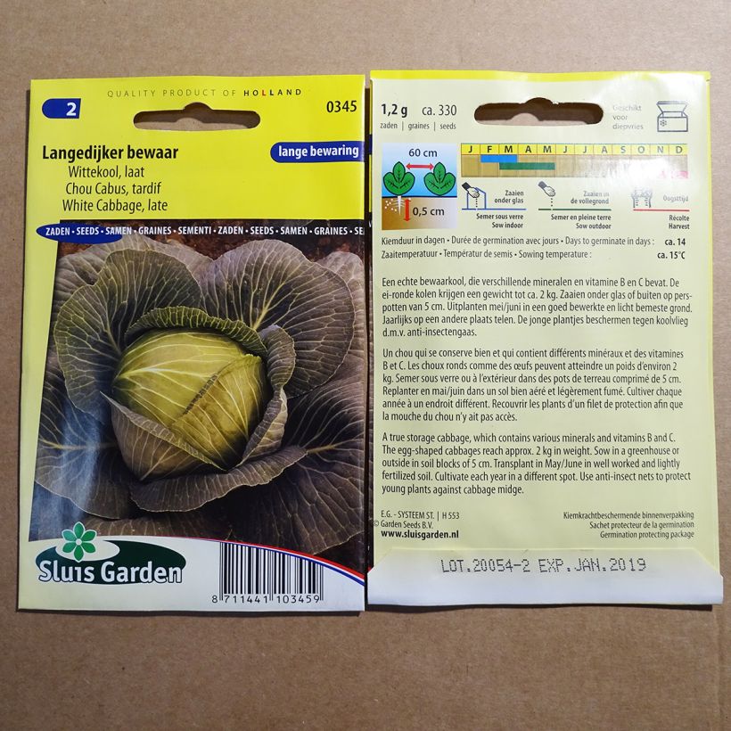 Example of Cabbage Langedijker bewaar - Brassica oleracea capitata specimen as delivered