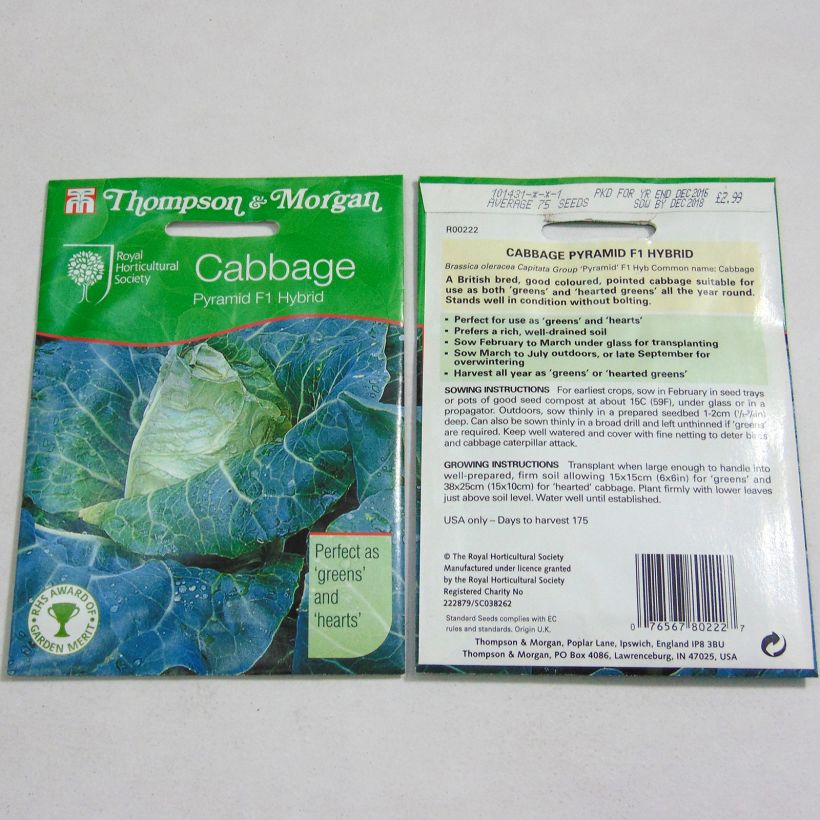 Example of Cabbage Pyramid F1 - Brassica oleracea capitata specimen as delivered