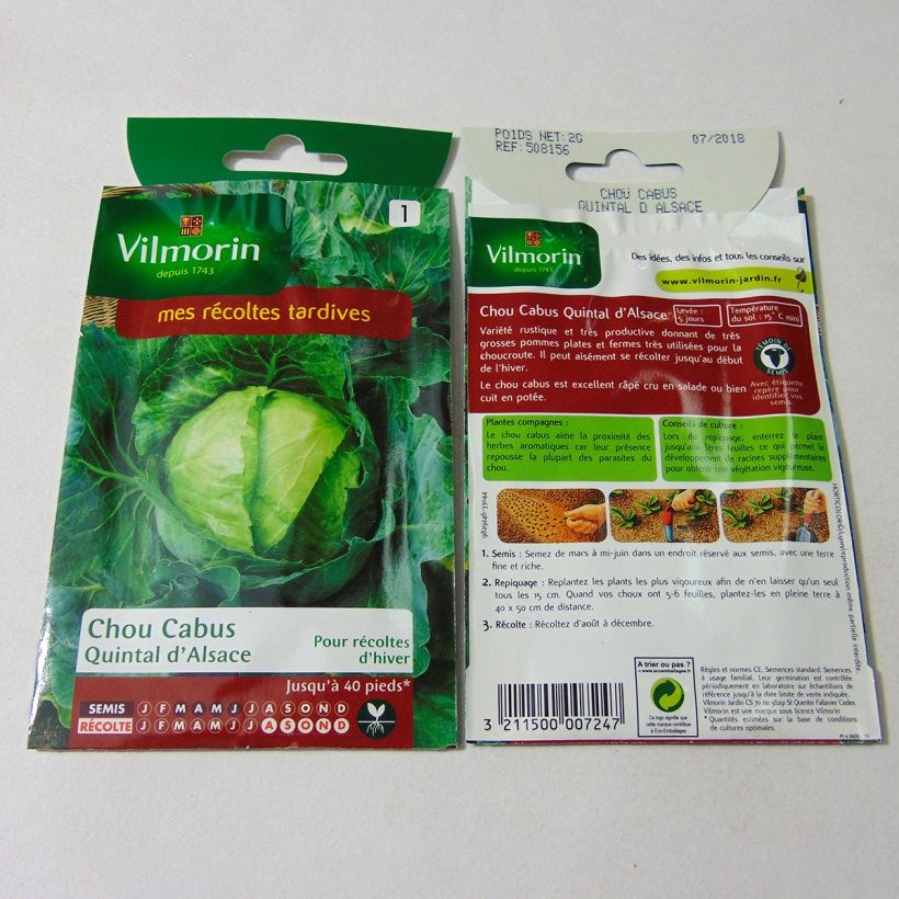 Example of Cabbage Quintal d'Alsace - Vilmorin seeds - Brassica oleracea capitata specimen as delivered