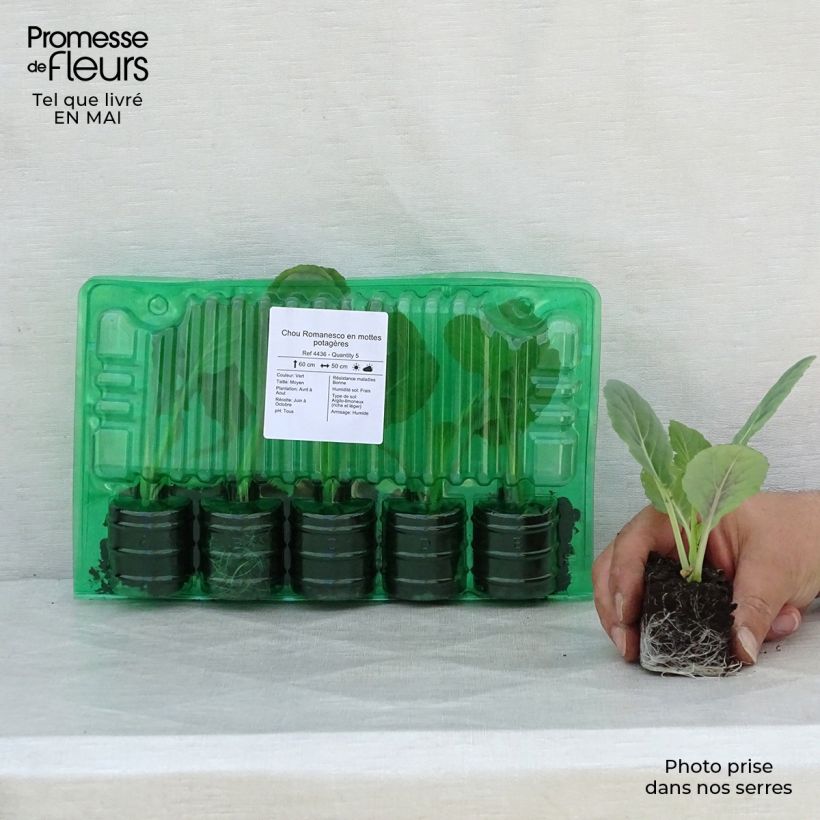 Romanesco Broccoli plants Root ball 4cm x 4.5cm sample as delivered in spring