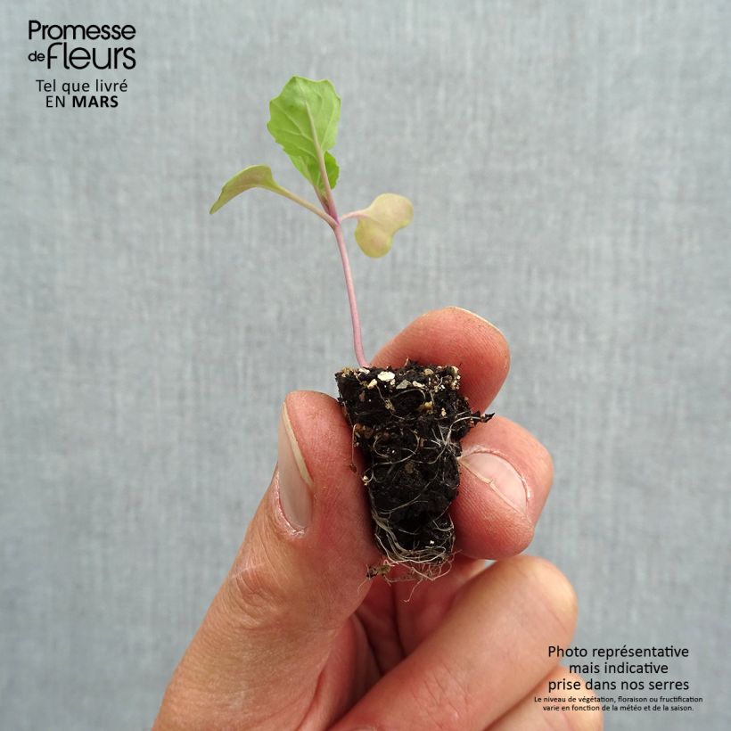 Organic Brussels Sprout Marte F1 plugs - Brassica oleracea gemmifera Plug plant 1.5/2.5 cm sample as delivered in spring