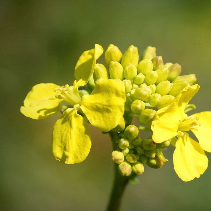 Chinese Cabbage Tsoi Sim Choy Sum - Brassica rapa (Flowering)