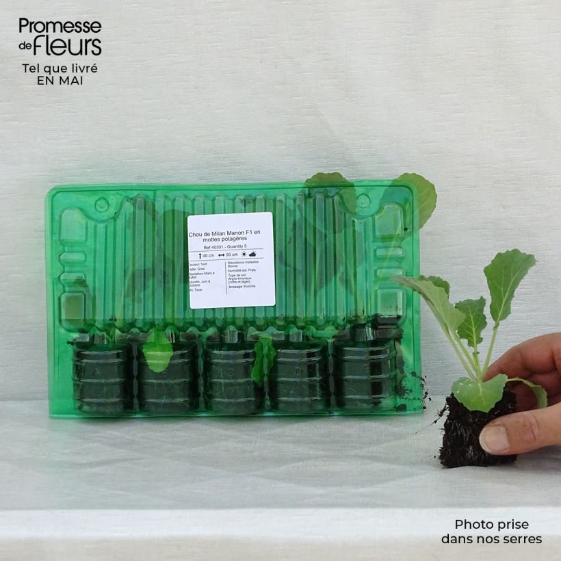 Cabbage Manon F1 plants - Brassica oleracea sabauda Root ball 4cm x 4.5cm sample as delivered in spring