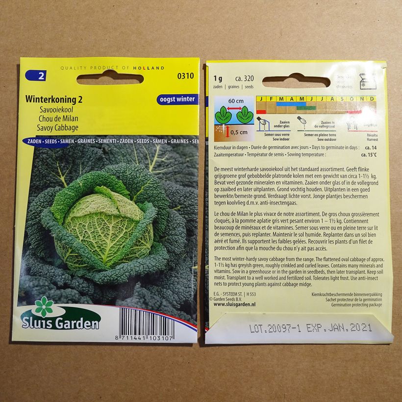 Example of Savoy Cabbage Winter King 2 specimen as delivered
