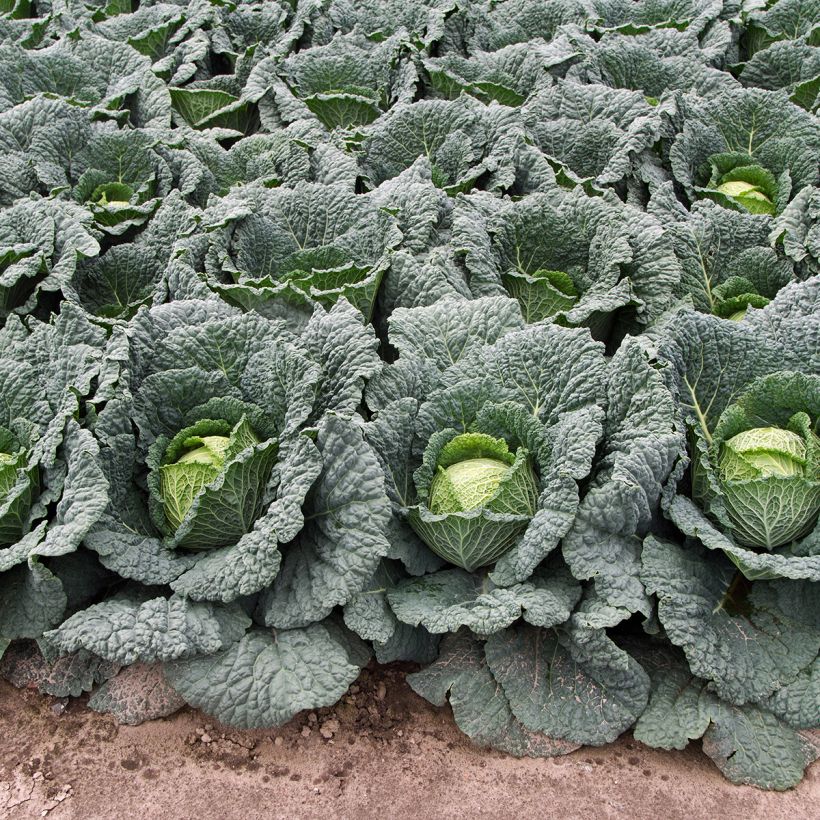 Savoy Cabbage Aubervilliers (Plant habit)