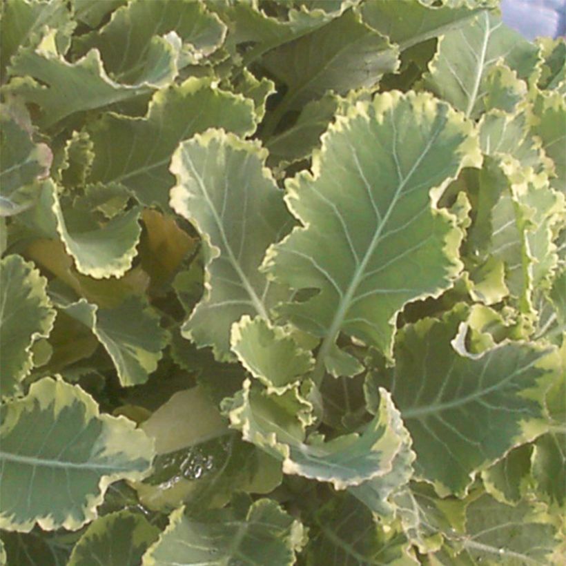 Organic variegated Perennial Cabbage Daubenton Popof - Brassica oleracea (Foliage)