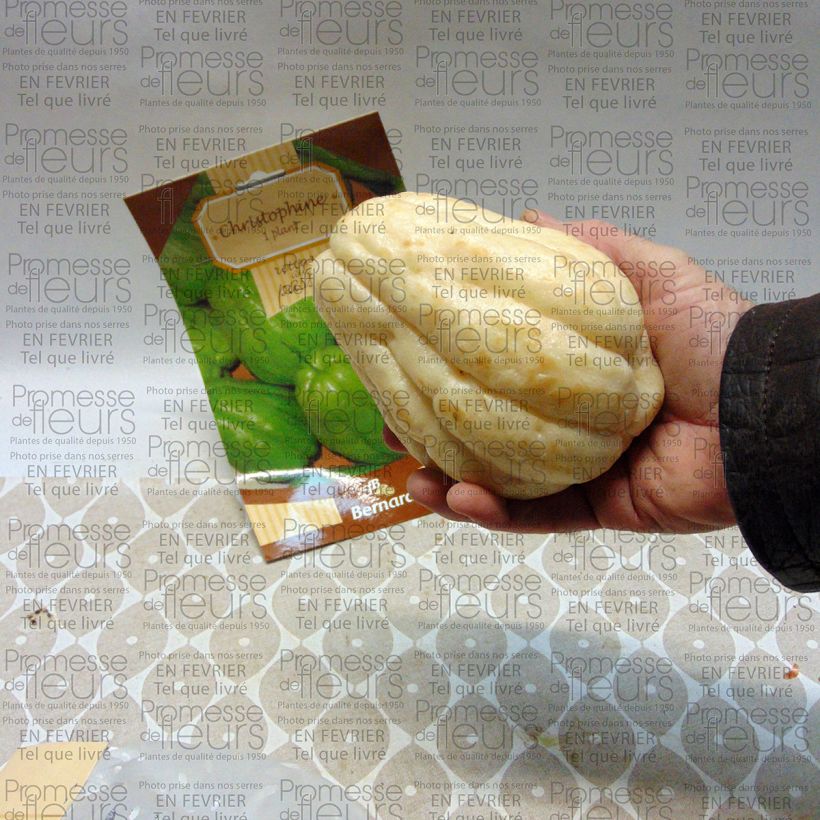 Example of Christophine - Chayote  1 Pièce specimen as delivered