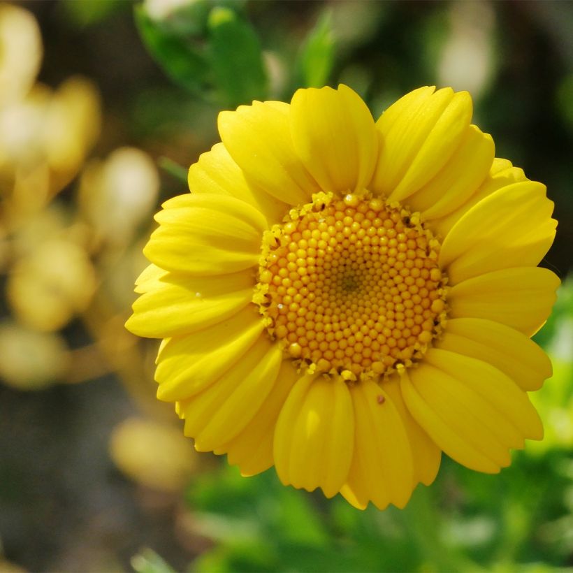 Chrysanthemum segetum - Corn Marigold (Flowering)