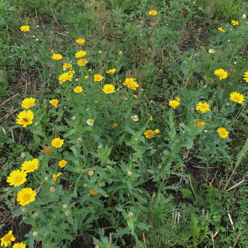 Chrysanthemum segetum - Corn Marigold (Plant habit)
